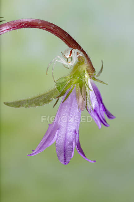 Closeup of Araniella cucurbitina or cucumber green spider on blooming wildflower bud in nature — Stock Photo