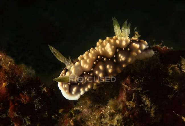 Bright brown nudibranch mollusk with rhinophores and tentacles crawling on coral reef in dark sea — Stock Photo