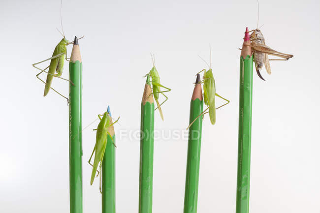 Closeup of different types of grasshoppers and crickets including Tettigoria Viridisima and Platycleis Affinis and Ruspolia Nitidula sitting on green pencils against white background — Stock Photo