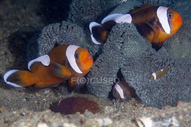 Gros plan de paire de poissons Amphiprion polymnus rayés colorés ou clowns à dos de selle nageant au fond de la mer — Photo de stock