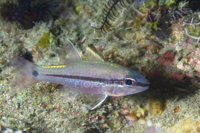 Gros plan de Pristiapogon exostigma marin ou cardinalfish à rayures étroites avec rayures sur le corps nageant dans les eaux tropicales de l'océan près du fond — Photo de stock