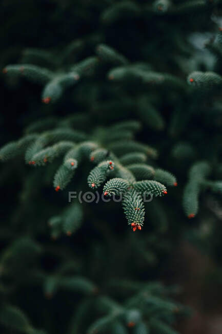 Branches of evergreen tree with tiny cone buds growing in nature on spring day — Stock Photo