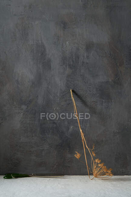 Getrocknete Pflanze auf beigem und grauem Betongrund — Stockfoto