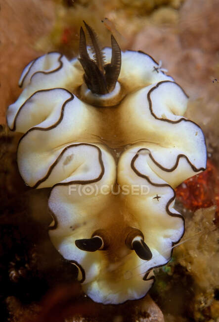 З верху білі черевоногі молюски з щупальцями і мантією в прозорому океані. — стокове фото