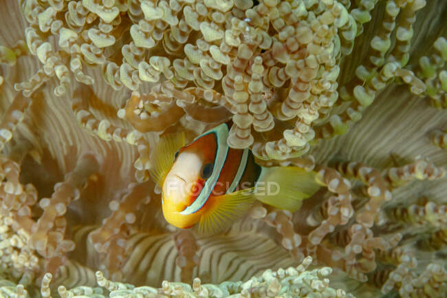 Piccolo Amphiprion Akindynos o pesce pagliaccio con un corpo colorato e luminoso nascosto tra la barriera corallina nell'acqua tropicale dell'oceano — Foto stock