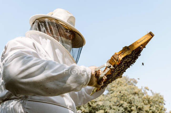 Низкий угол работы неузнаваемого пчеловода в защитном костюме, осматривающего соты с пчелами во время работы на пасеке в солнечный летний день — стоковое фото