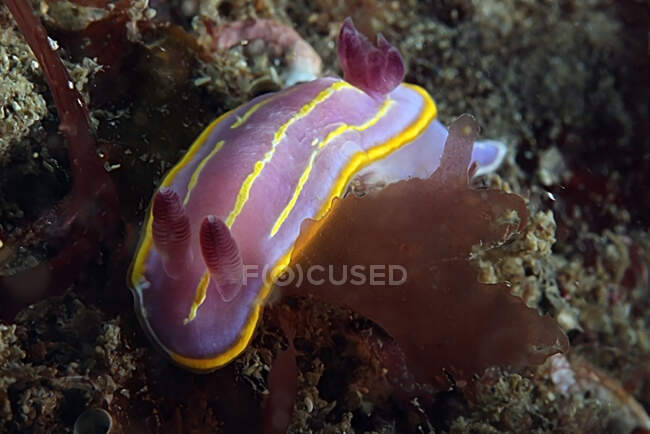 Розовый нудистский моллюск с желтыми линиями и носорогами ползает по коралловому рифу на морском дне — стоковое фото