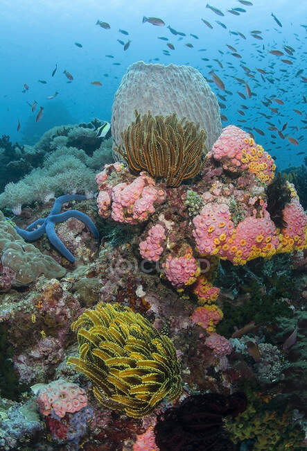Escola de peixes pequenos nadando sob água pura do oceano com recifes de coral no fundo — Fotografia de Stock
