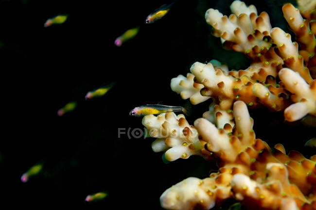 Крошечные разноцветные морские рыбки Bryaninops natans или Redeye goby, плавающие в темной глубоководной океанской воде с коралловыми рифами — стоковое фото