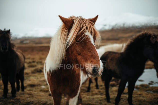 Manada de hermosos caballos pastando en el campo con hierba seca cerca de las montañas en la nieve - foto de stock