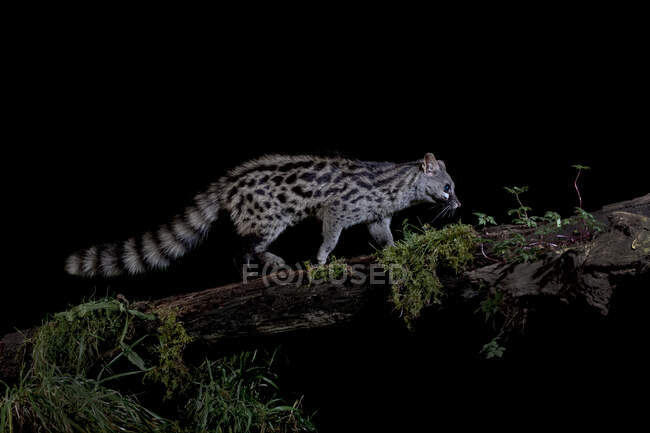 Vista lateral do geneto com manchas no habitat natural na escuridão à noite — Fotografia de Stock