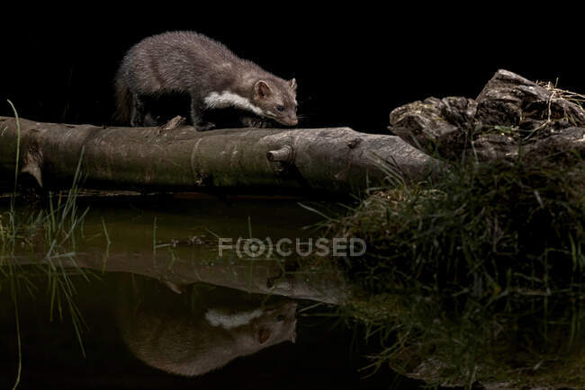 Niedlicher flauschiger Marder sitzt nachts auf Baumstamm am See in natürlichem Lebensraum — Stockfoto
