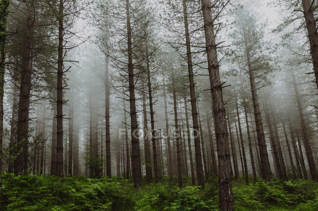 Tall trees on foggy day — Stock Photo