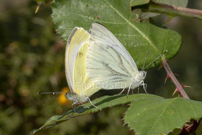 Primer plano de par de mariposas blancas de madera o Leptidea sinapis sentadas sobre follaje verde en el bosque - foto de stock