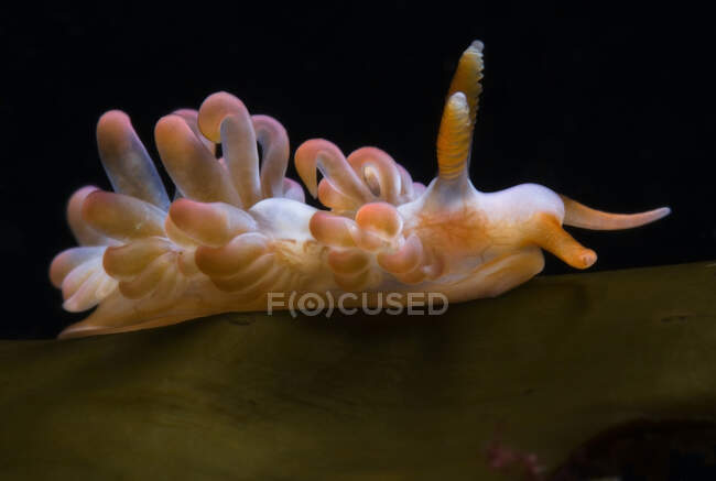Гастрономічні молюски з щупальцями на мантії, що плаває в прозорій морській акваріумі на чорному тлі — стокове фото