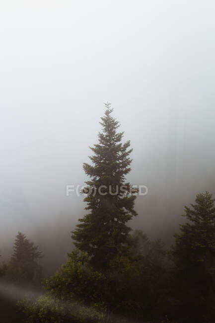 Живописный вид на зеленые хвойные деревья, растущие на холме в тумане — стоковое фото