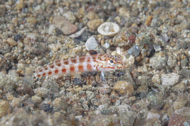 Крупный план тропического морского параперциса schauinslandii или краснопятнистой песчаной рыбы, плавающей вблизи каменистого дна под водой — стоковое фото