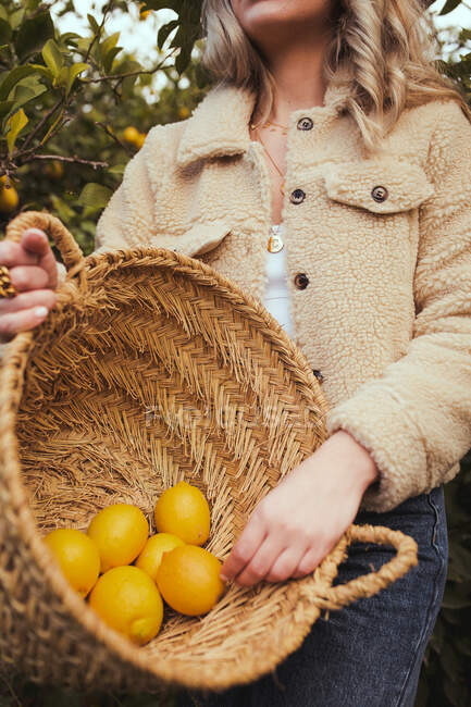 Anonyme Erntehelferinnen ernten Zitronen zwischen Bäumen, die im Obstgarten auf dem Land wachsen — Stockfoto