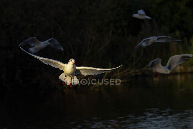 Rebanho de gaivotas brancas selvagens voando acima da lagoa calma ondulante na natureza verdejante do verão — Fotografia de Stock