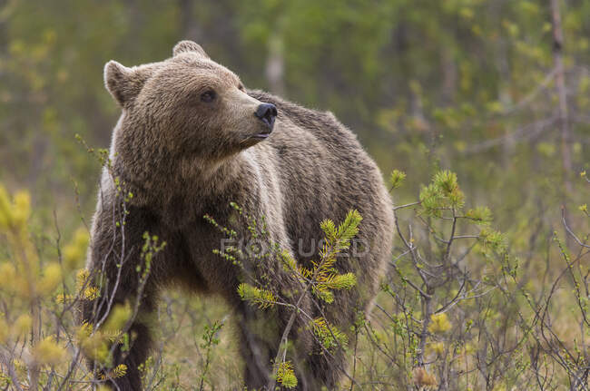 Fahndungsbild eines ausgewachsenen, pelzigen Braunbären, der tagsüber im Naturschutzgebiet läuft und auf dem Boden steht — Stockfoto