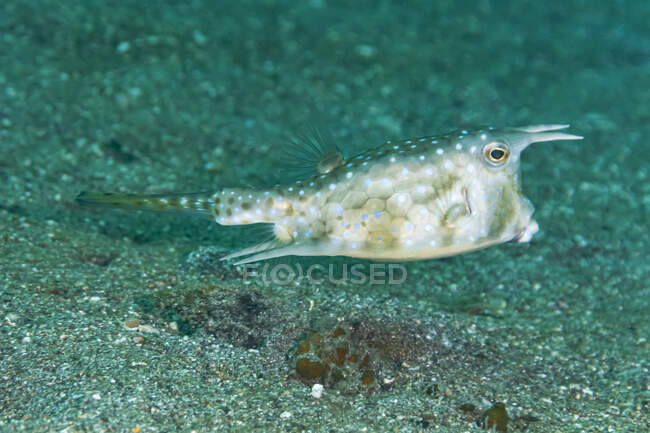 Closeup de exótico Lactoria cornuta ou longhorn cowfish também chamado de chifres boxfish com chifres e corpo manchado nadando acima do fundo do mar — Fotografia de Stock