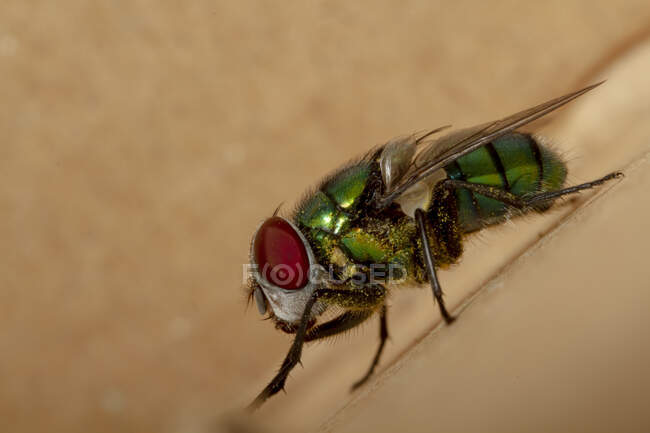 Macro shot de Lucilia Caesar mouche insecte de la famille des Calliphoridae connu sous le nom de mouches à soufflet avec le corps vert et les yeux rouges — Photo de stock