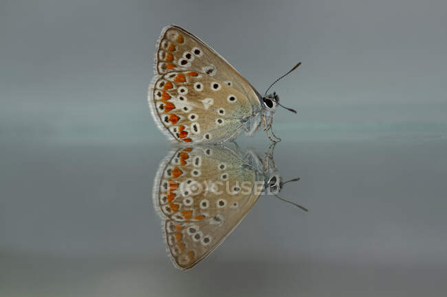 Nahaufnahme des schönen Schmetterlings Aricia montensis, bekannt als Muränen-Lepidopteran-Insekt mit gefleckten Flügeln, der in der Natur auf einer verspiegelten Wasseroberfläche sitzt — Stockfoto