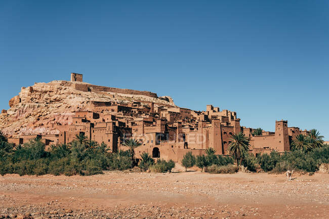 Стародавні будівлі коричневого каменю серед зелених тропічних рослин і пустелі з ясним синім небом на фоні в Марокко. — стокове фото