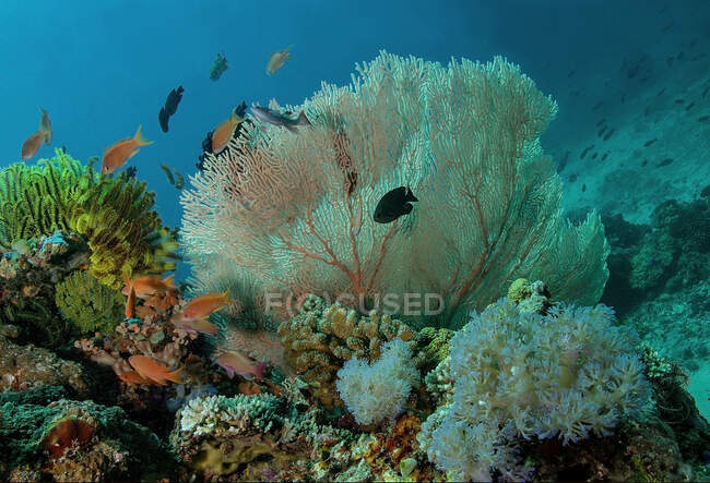 School of small fish swimming under pure ocean water with coral reefs on bottom — Stock Photo