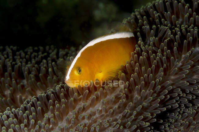 Primo piano di pesci pagliaccio esotici marini Amphiprion akallopisos o Skunk e anemone marino sott'acqua — Foto stock