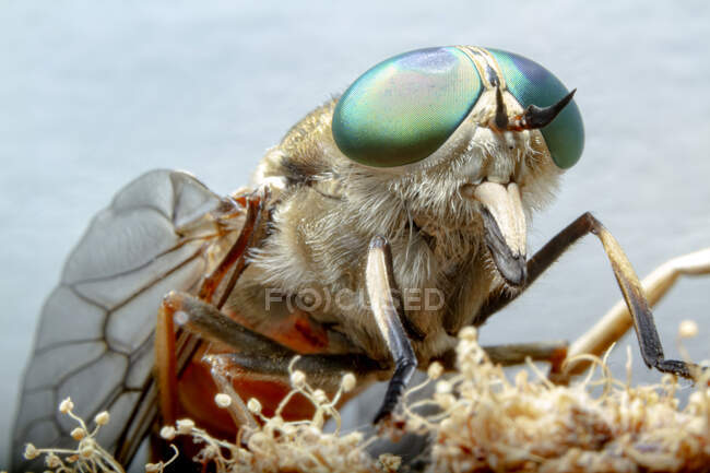 Macro disparo de mosca de caballo gigante oscuro Tabanus sudeticus insecto con ojos compuestos verdes sentados en flor en la naturaleza - foto de stock
