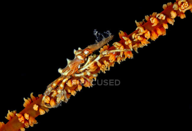 Маленькі коричневі ракоподібні повзають на тонких водоростях на чорному тлі у глибокій морській воді — стокове фото