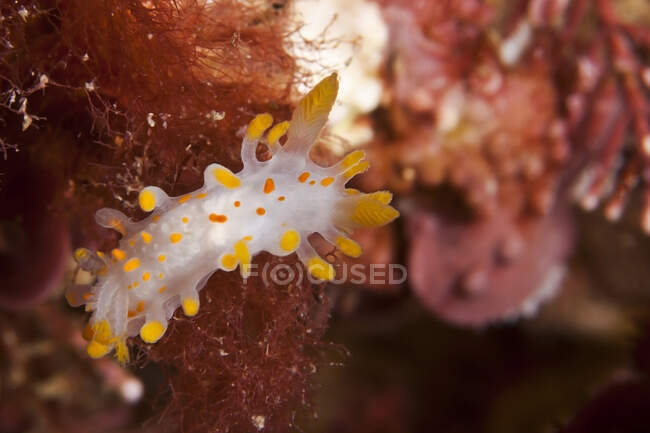 Напівпрозорий нудибський молюск з жовтими щупальцями, що плавають у глибокій темній морській воді над рифом — стокове фото