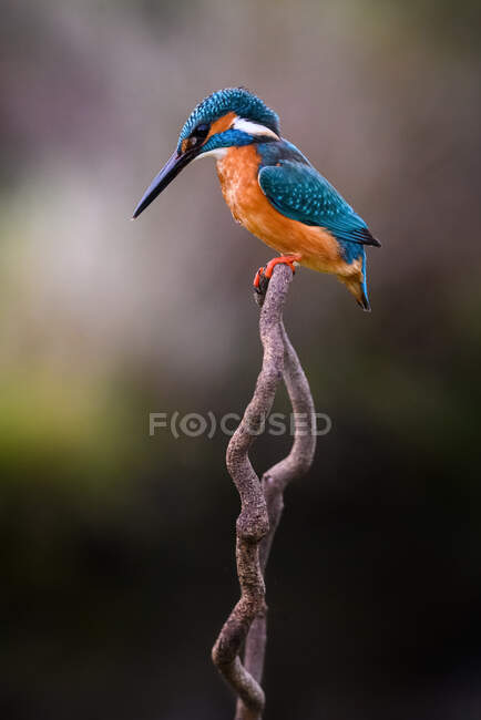 Closeup kingfisher bird sitting on branch isolated on green background — Stock Photo