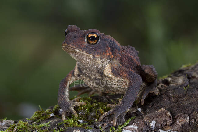 Крупный план жабы Bufo bufo сидя на зеленом мхе среди мокрой травы в дикой природе — стоковое фото