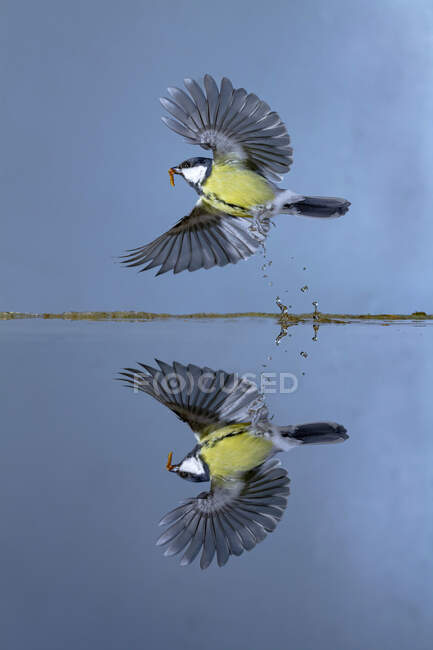 Great tit with spread wings and worm in beak reflecting in lake while soaring in blue sky - foto de stock