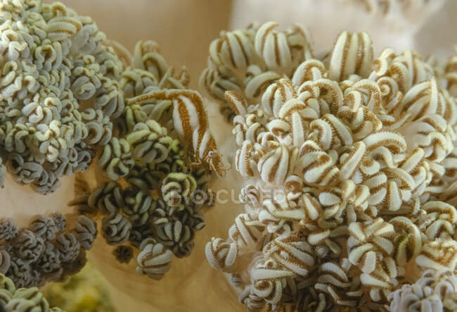 Comprimento total listrado camarão branco e marrom sentado em corais macios em água do mar — Fotografia de Stock