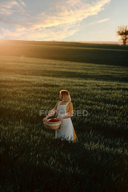 Joven hembra en vestido de estilo vintage llevando canasta de mimbre mientras camina en verde campo de hierba al atardecer en el campo de verano - foto de stock