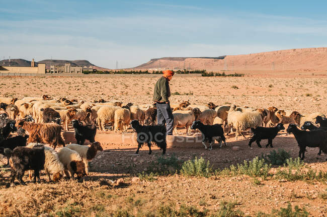 Man in casual wear with orange cloth on head among herd of black and white sheep on sunny evening in Morocco — Stock Photo