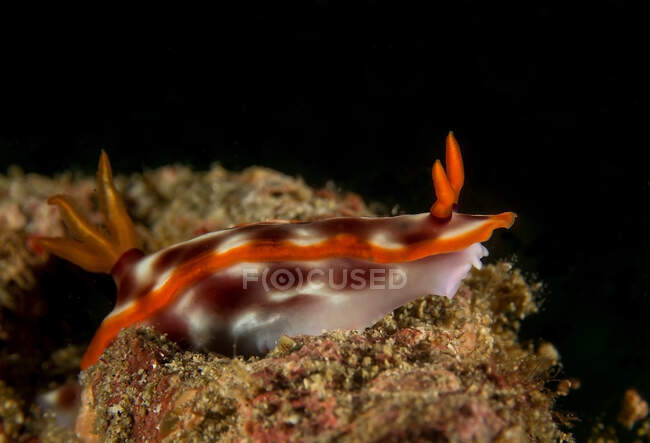 Bright brown nudibranch with tentacles and rhinophores crawling on coral reef in dark seawater — Stock Photo