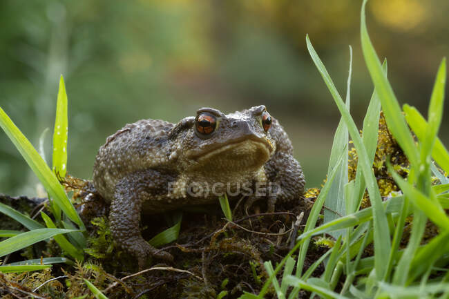 Primo piano del rospo comune Bufo bufo seduto sul muschio verde tra erba bagnata nella natura selvaggia — Foto stock