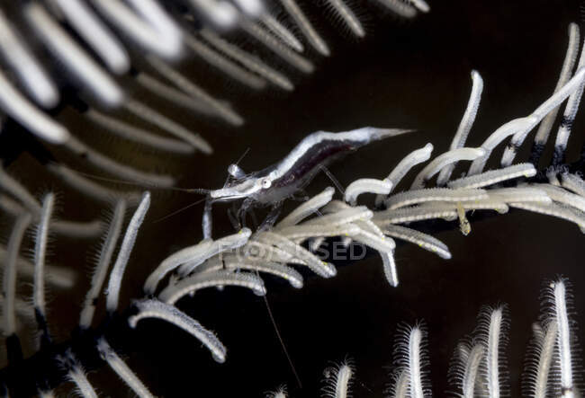 Ganzkörperweißer Krebstier mit langen Hörnern, die auf leuchtenden Weichkorallen auf schwarzem Hintergrund kriechen — Stockfoto