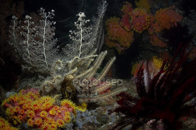 Seaweed with stipes growing on rough coral reefs with polyps under pure ocean aqua — Stock Photo