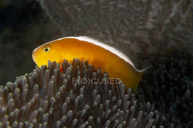 Closeup of exotic marine Amphiprion akallopisos or Skunk clownfish fish and sea anemone underwater — Stock Photo