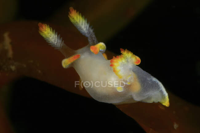 Translucent nudibranch mollusk with yellow delicate tentacles and soft body swimming in dark deep seawater — Stock Photo