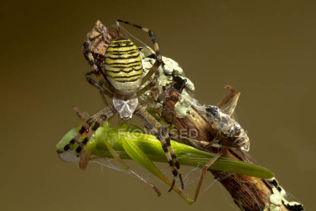 From above closeup of hunting striped Argiope Audouin spider capturing green grasshopper in cobweb in nature — Stock Photo