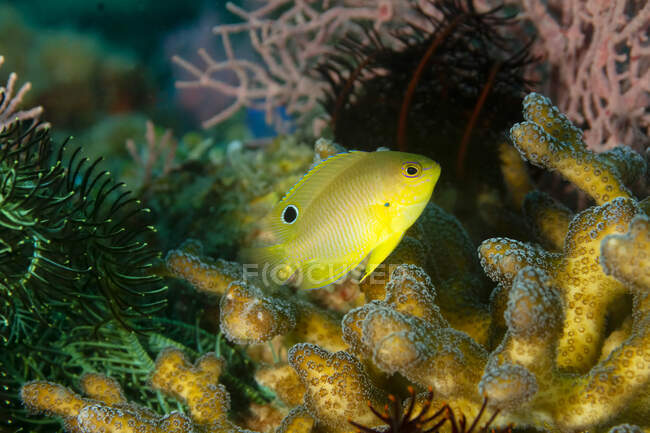 Крупный план ярко-желтого Pomacentrus Amboinesis или Damsela тропических морских рыб, плавающих вблизи красочных рифов в океанской воде — стоковое фото