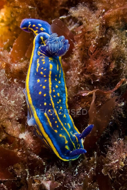 Vibrant blue nudibranch with yellow spots and lines crawling on coral reef in deep sea — Stock Photo