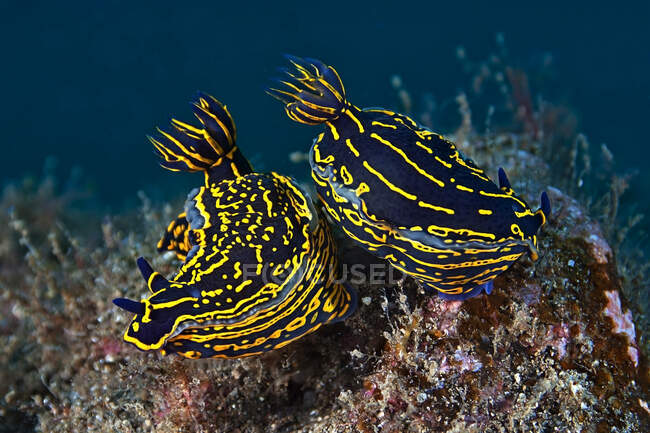 Meeresschnecken-Weichtiere mit gelben Ornamenten auf Manteln, die in transparentem Ozeanaqua auf verschwommenem Hintergrund schwimmen — Stockfoto