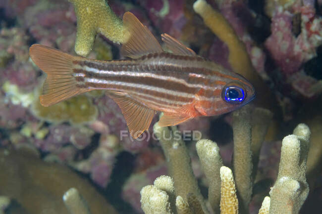 Червонодзьобий молюск Ostorhinchus compressus або ochre striped cardinalfish з блакитними очима, що плавають серед коралів у воді океану. — стокове фото